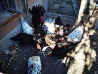 Vând două familii de găini ouătoare australop