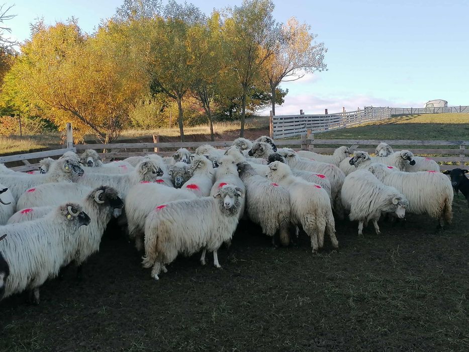 Vand oi bune de ținut