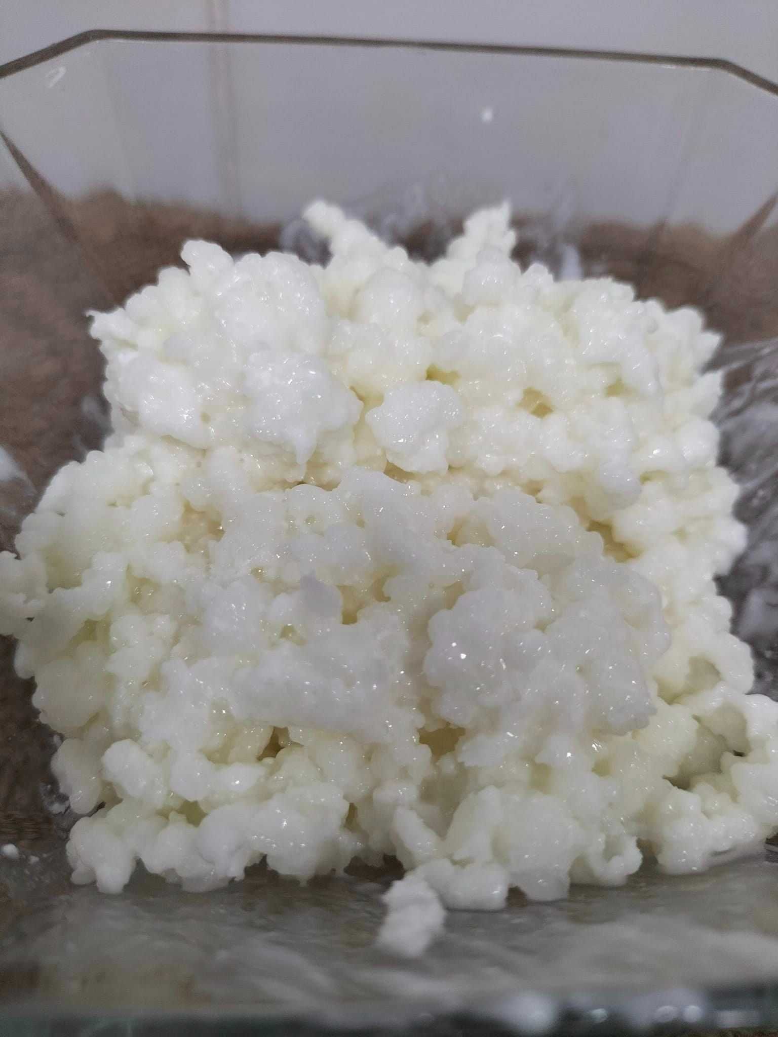 Ciuperca kefir (chefir) o porție + SCOBY kombucha și lichid starter