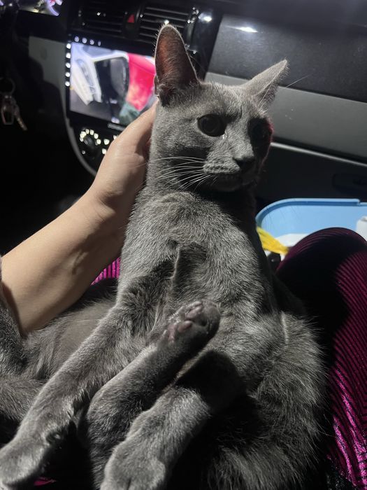 Qizbola mushuk tekinga