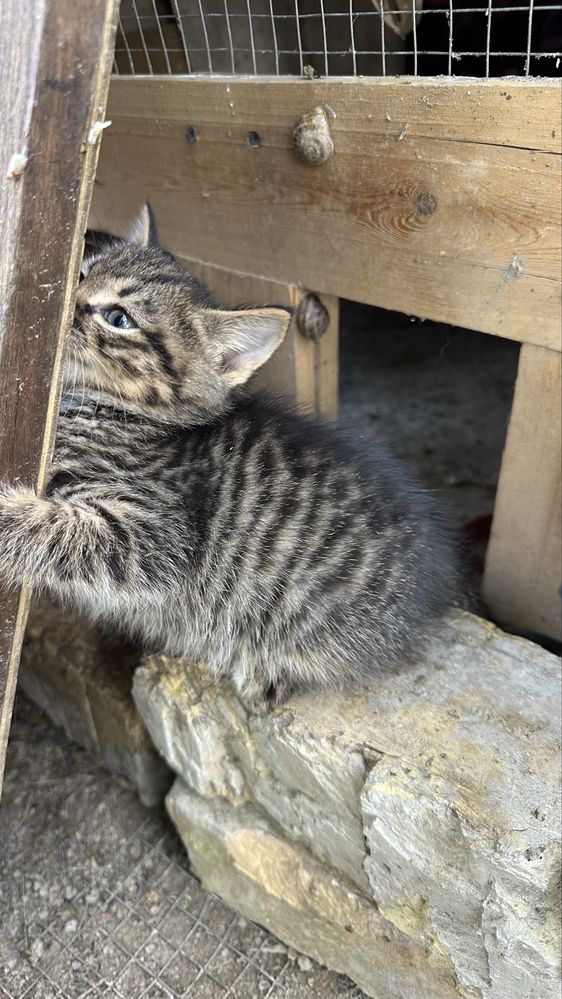 Двухмесячный котёнок