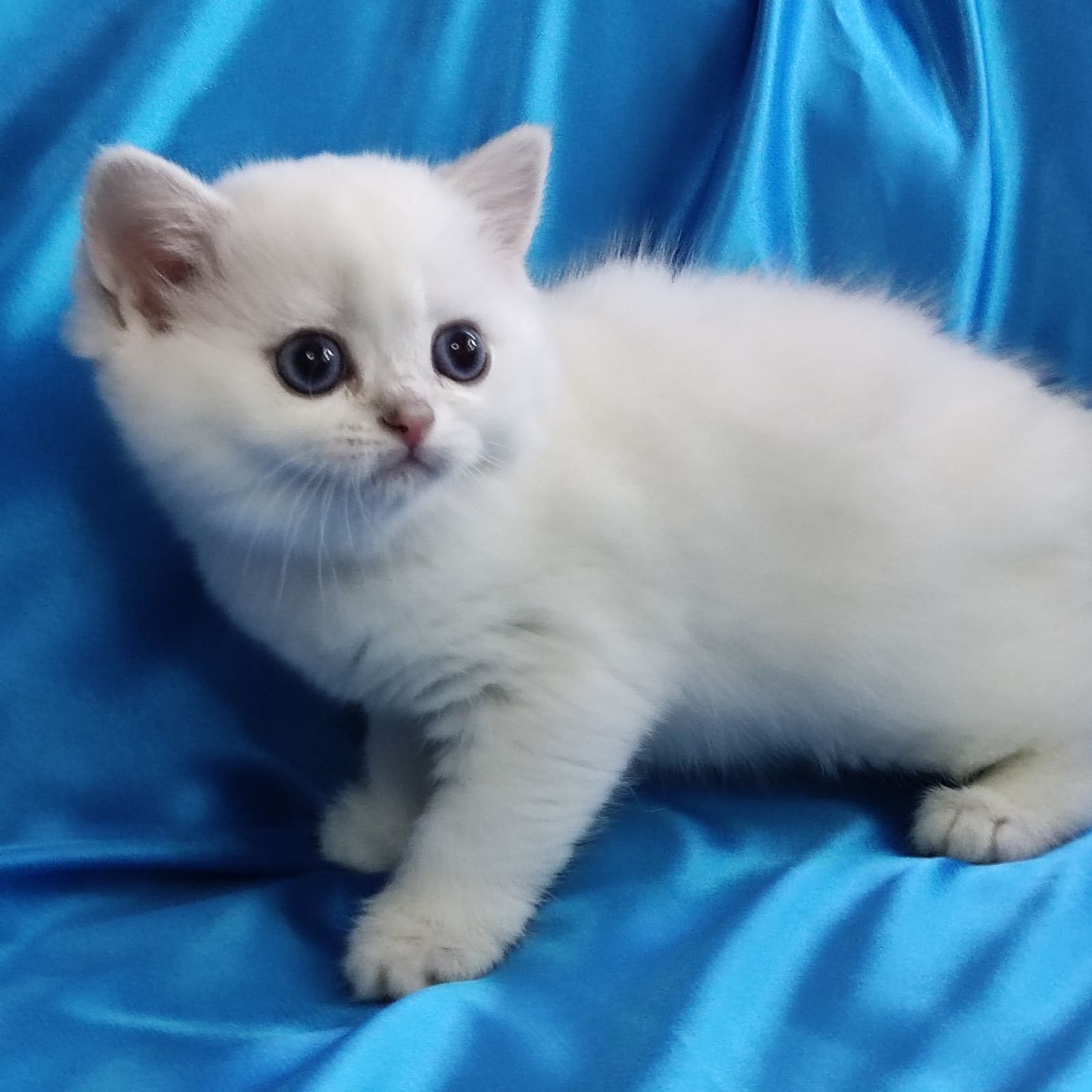 British shorthair NS 11 33  cu pedigree.