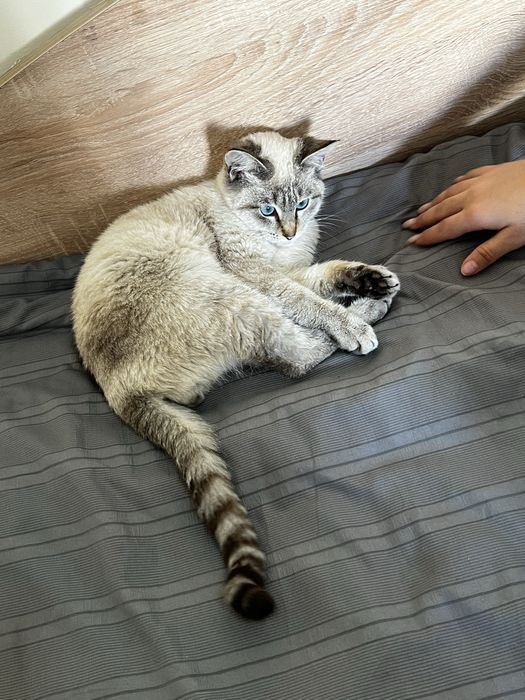 отдам кота на добрые руки