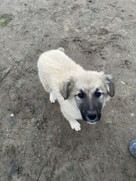 Ofer spre adoptie catel,varsta 3 luni