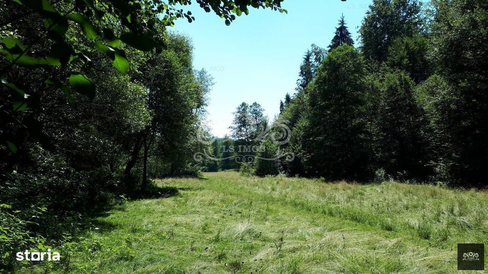 Vand teren si padure conifere in Albestii de Muscel.