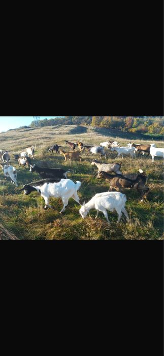 Capre si iede tinere