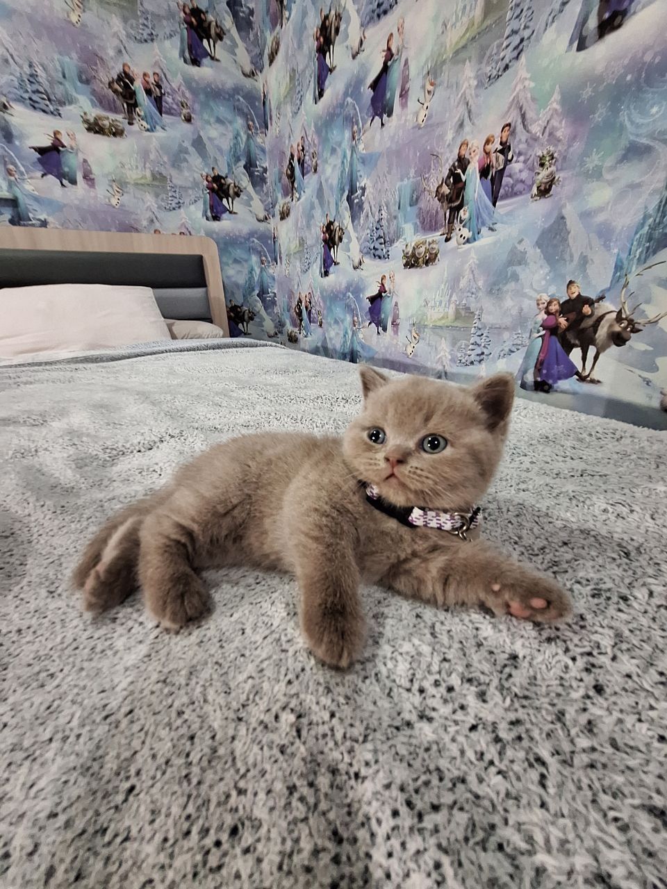 Вязка Чистокровный британский короткошерстный кот