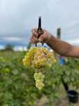 Struguri pentru vin