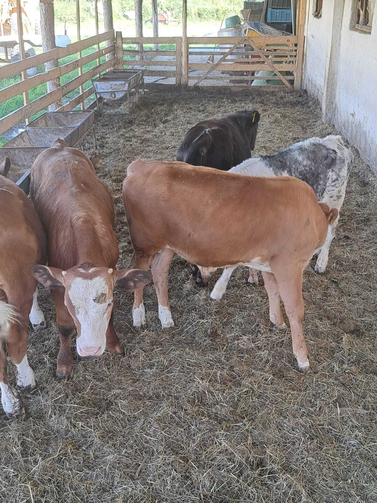 Vând vitei frumoși și sanatosi