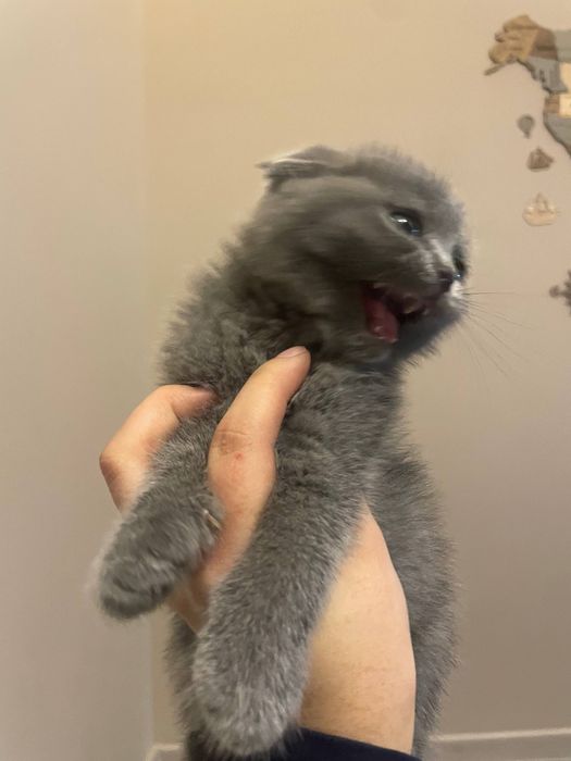 Кошка , Скоттиш фолдд