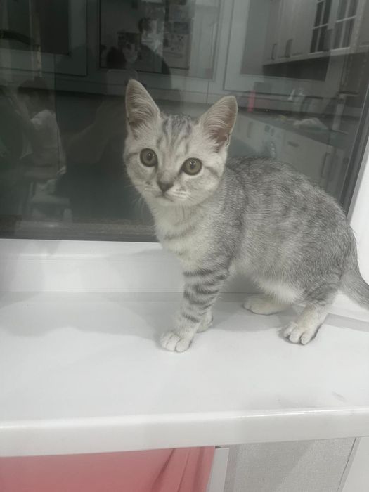 Отдаем бесплатно