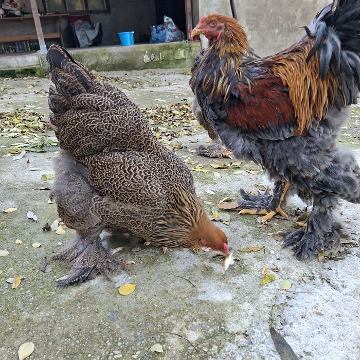 Gaini Brahma tineret