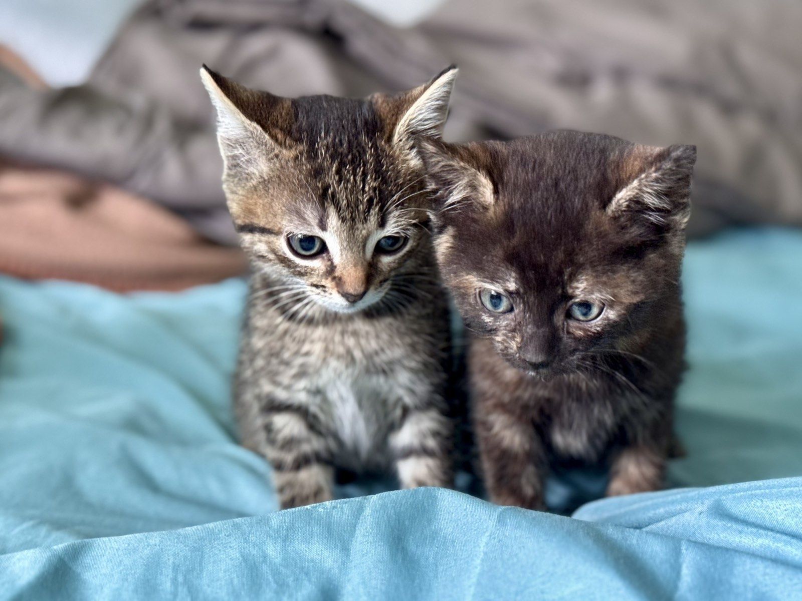 Котенца търсят своят дом
