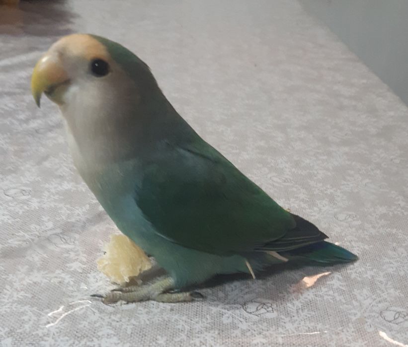 Ruchnoy para, nerazluchnik