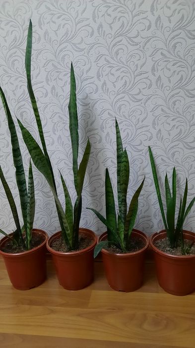 Сансевиерия — очищает воздух.