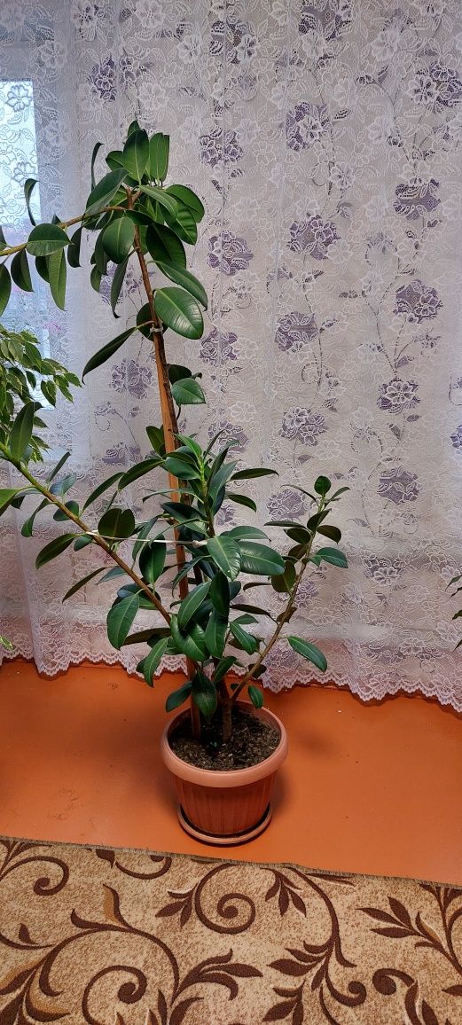 Продам цветы домашние