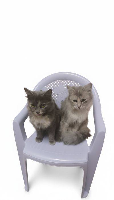 Отдам кошечек, девочки.