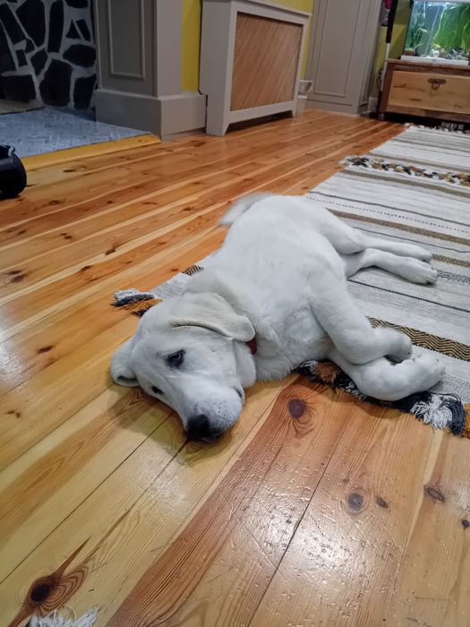 Ciobanesc de Asia Centrala