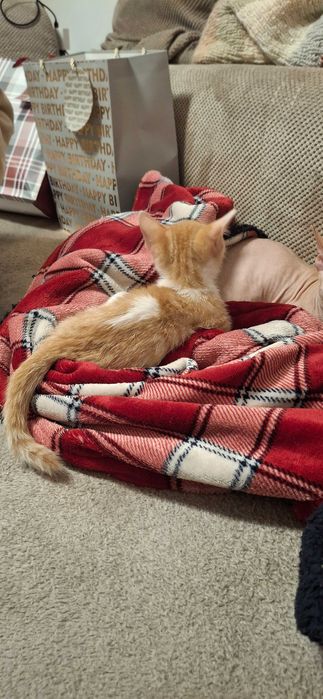 Коте с къси лапички / манчкин