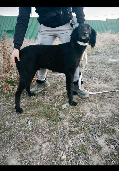 Тазы ит собака тазы