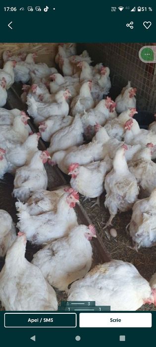 Găini mari albe de carne