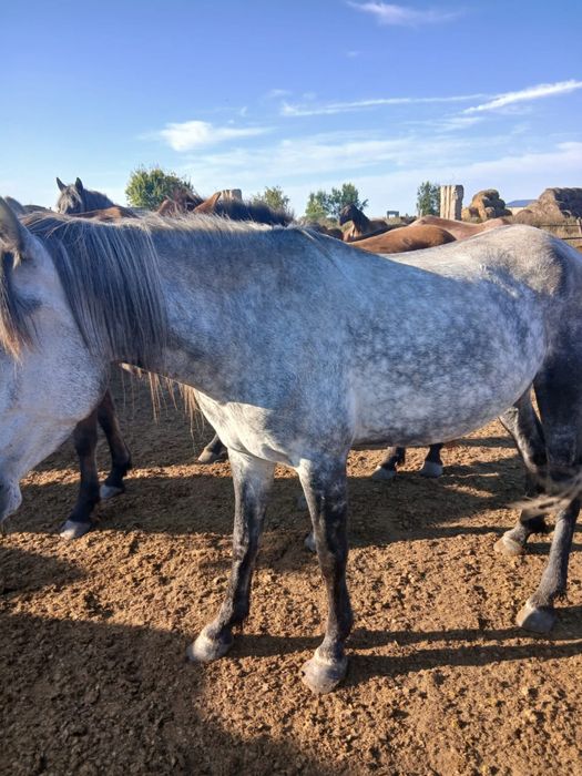 Продается кобыла