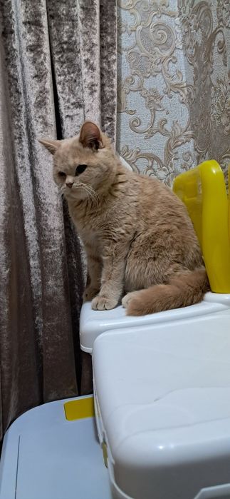 Продаю британских короткошёрсных