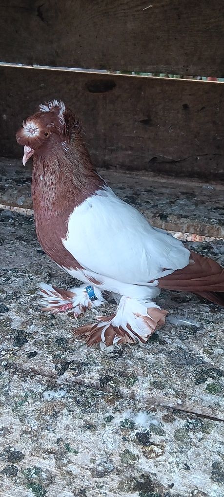 Vând porumbei  tobosari