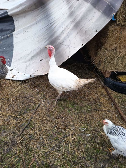 Curcani rasa de carne