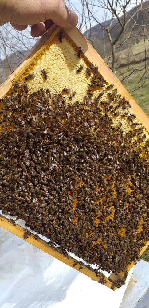 Vând 10 fam de albine
