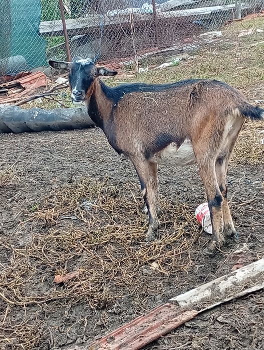 Vând țap și două iede