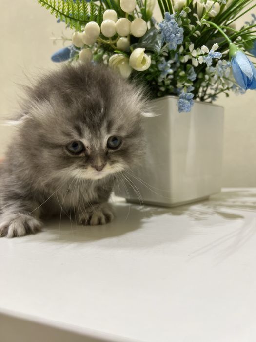 Mushuk bolasi haylnd