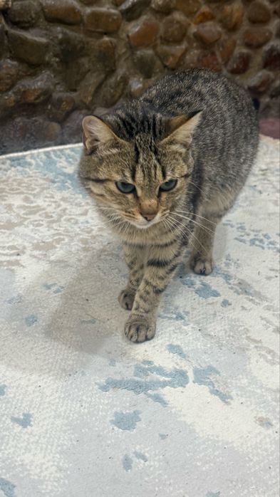 Одам кота   1год