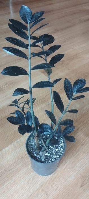 Замиокулькос черный (Равен )