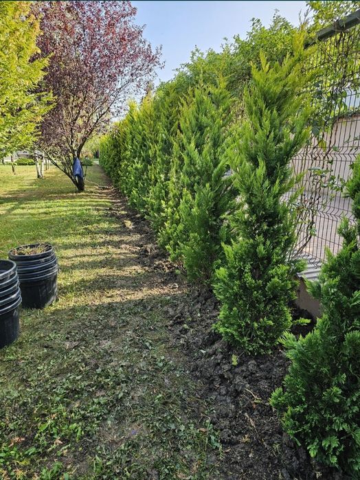 Tuia smaragd și leylandii 2.3m - 2.5m/ asiguram transport și plantat
