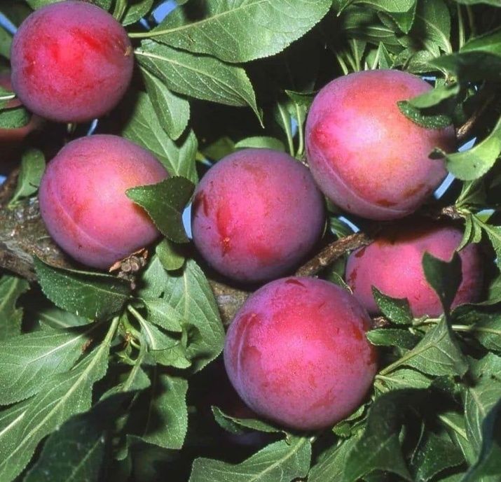 Prun (Soiul Fortune )