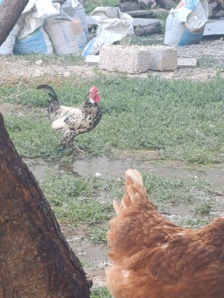 Yapon xoʻrozlar 2ta