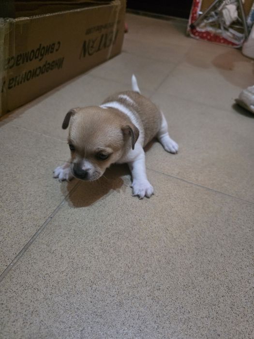 Кученца от дребна порода