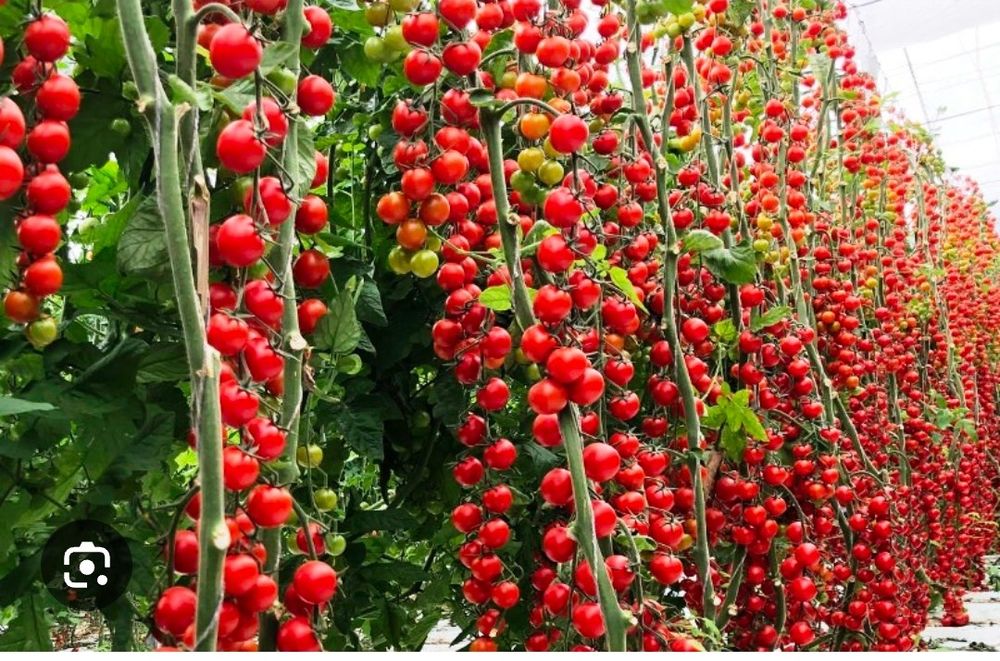 Оптом продаем тепличные помидоры, высокго качество, разных сорто