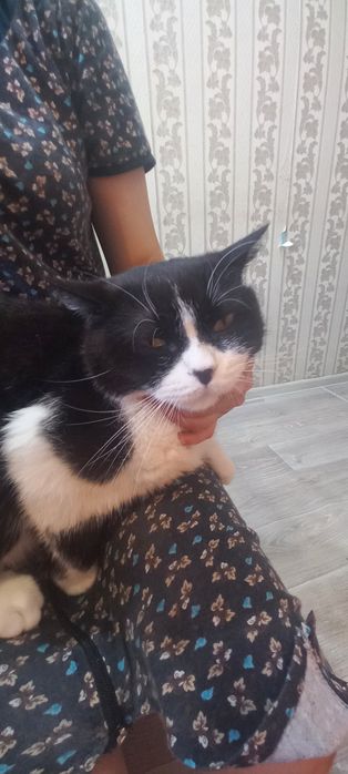 Кот по имени Феликс 1,5годика британский в хорошые руки