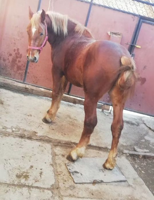 Vând armăsar de 2 ani