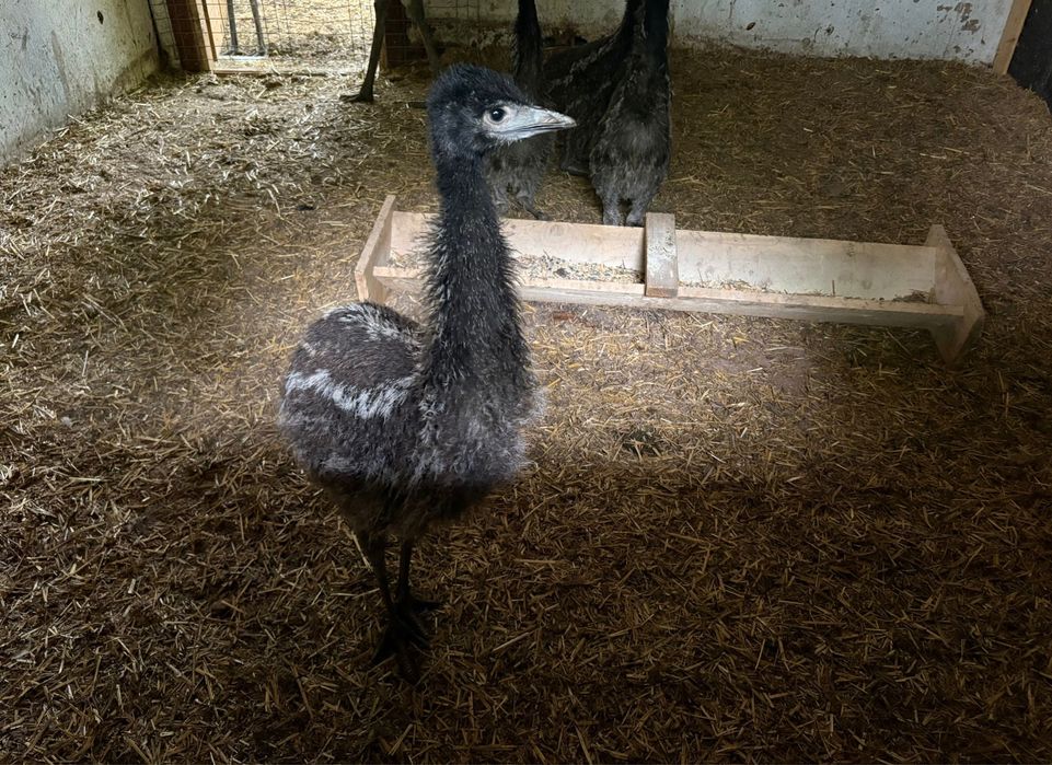 Vand EMU pasari adulte si tineret 3 luni