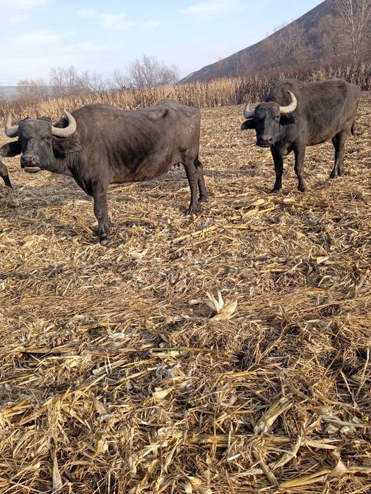 Vand 3 bivolite gestante!