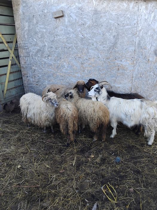 Vând 2 oi 2 mielute de anul asta si 2 capre