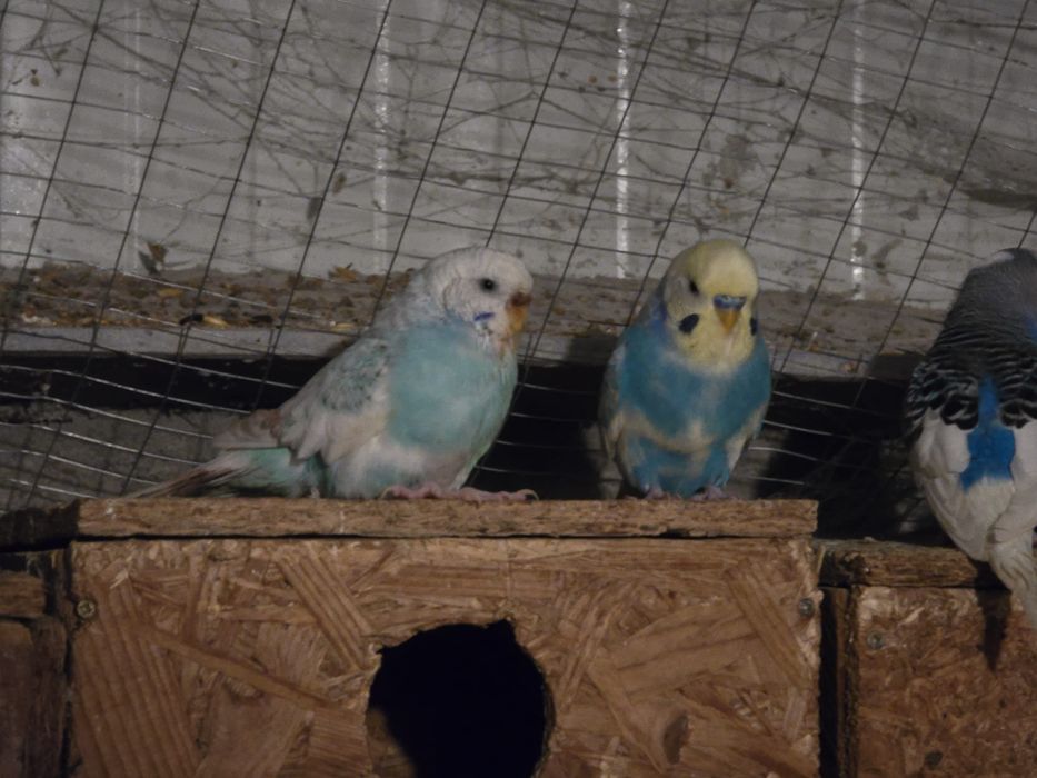 Papagali de crescătorie