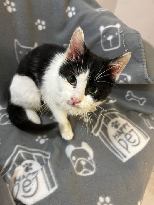 Подарявам бяло малко любвеобвилно котенце