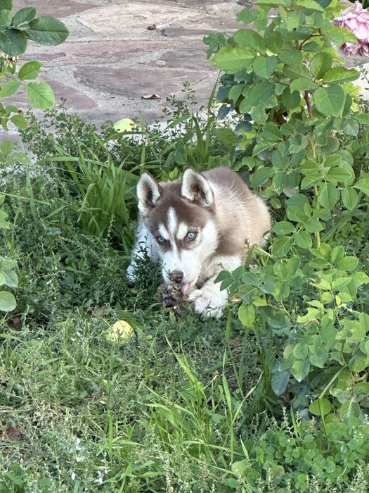 Хаски 2 мес кобель