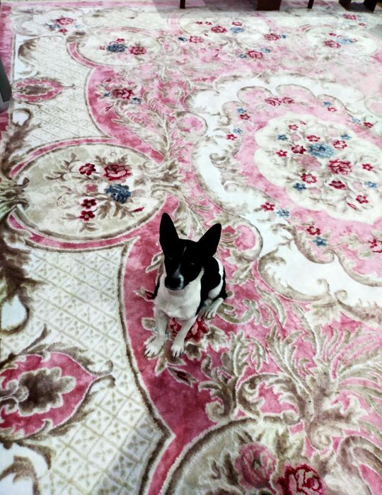 Продам палас 300/400  б/у в отличном состоянии