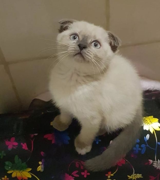 Продам милых малышей, котят 1.5 мес