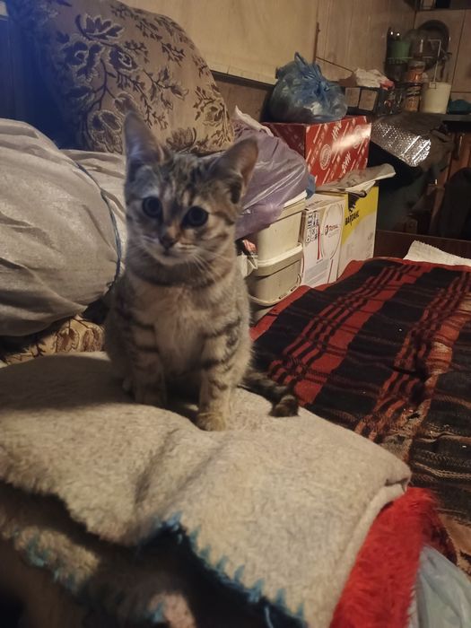Подарявам две котенца
